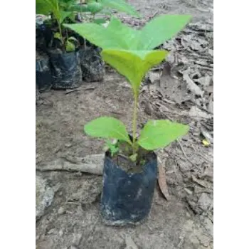 teak plant (23)-2182291-62032.webp
